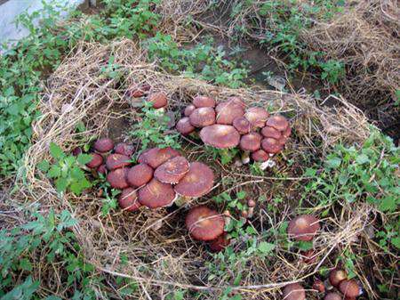 果园怎么栽培大球盖菇？