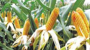 春玉米要高产 播种很关键