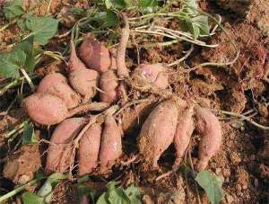 红薯种植技术之后期田间管理