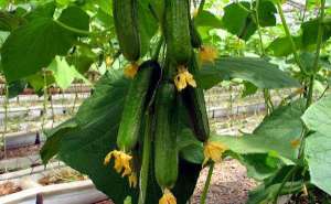 夏季黄瓜种植多结瓜的方法