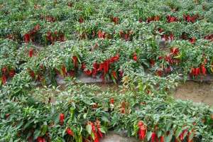 辣椒的高产栽培技术