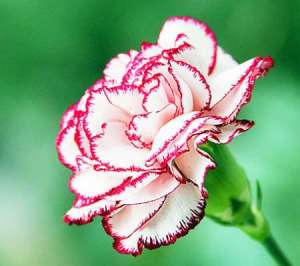 粉色康乃馨的花语是什么？
