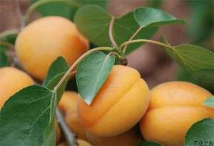 杏树胴枯病的症状与防治方法