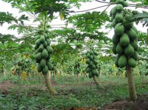 木瓜树经济施肥量与适宜比例