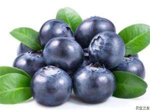 蓝莓种子繁殖育苗方法