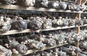 菌类种植哪个前景好 蘑菇种植投资与利润