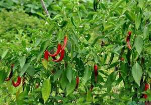 辣椒种植的雨季管理技术