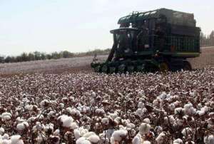 棉花种植技术之棉蚜病虫害防治