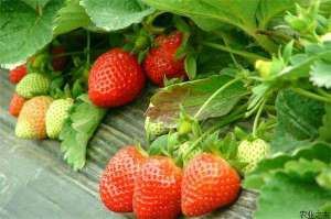 草莓繁苗的注意要点