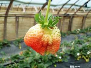 大棚种草莓发生畸形怎么办？