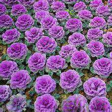 春季紫甘蓝种植方法