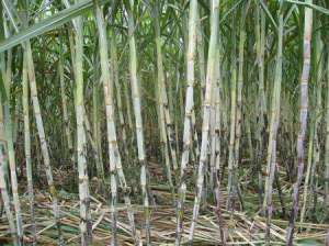 甘蔗种植技术：甘蔗拔节期怎么管理好？