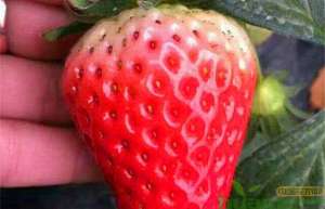 金星草莓栽培种植技术