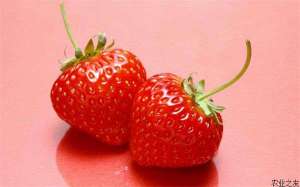 草莓鲜果冷保鲜技术