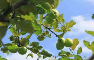 苹果树病害怎么治？苹果树腐烂病的防治方法