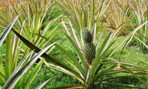 菠萝种植对气候生态条件的要求