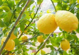 阳台上种柠檬树好吗 柠檬盆栽的养殖方法
