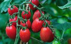 樱桃番茄种植：什么是圣女果？怎么种植？