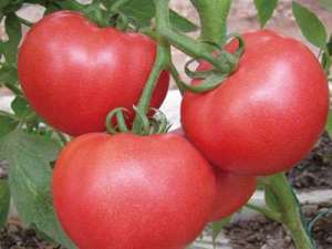 番茄施肥的技巧_番茄施肥 施肥技巧