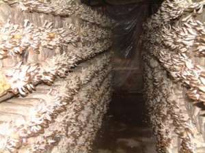 金针菇栽培技术：金针菇出菇期肥水怎么管？