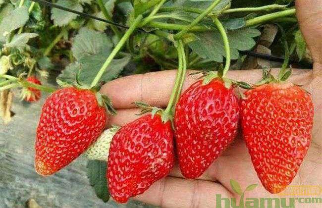 金星草莓