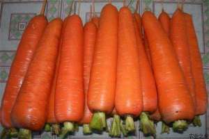 冬季胡萝卜的贮藏方式