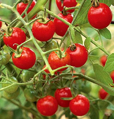 樱桃番茄春季育苗栽培技术