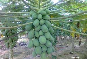 木瓜怎么种植能高产？