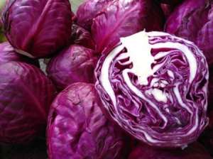 种植紫甘蓝菜如何能高产？