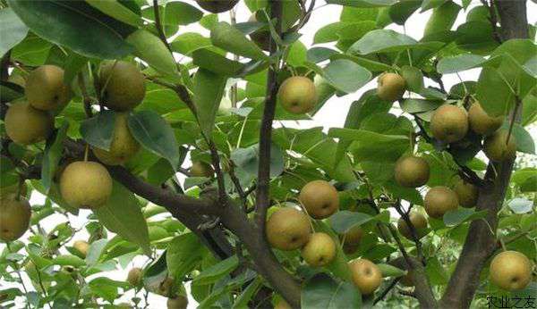 梨树施肥方法