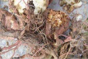 如何防治红薯地下害虫？
