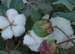 棉花主要有哪些病害及其防治