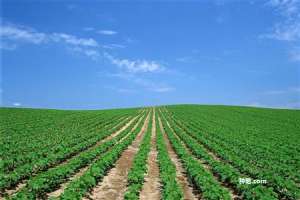种植大豆怎么使用有机肥？