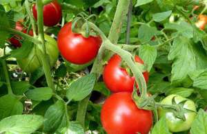 种植番茄使用助壮素的注意要点