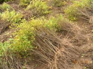 石榴树种植：石榴裂果有什么办法可以防治？