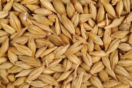 大麦怎么防治腥黑穗病和条纹病？