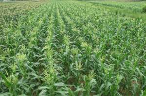 大面积种植夏玉米如何能够增产？