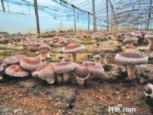 地栽香菇如何种植？
