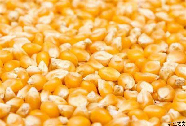 玉米种子活力鉴别方法
