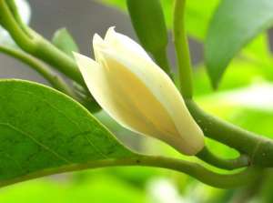 白兰花的种植方法