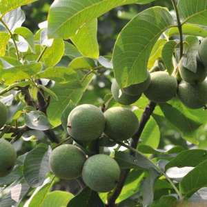 核桃苗的栽培管理 核桃树的繁殖方法