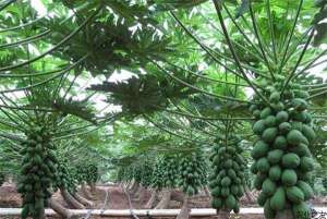 木瓜种植的实用栽培技术