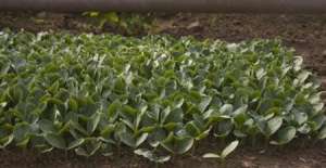 南瓜日光温室冬春茬立架栽培的育苗技术