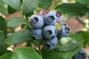 种植蓝莓怎么施肥？