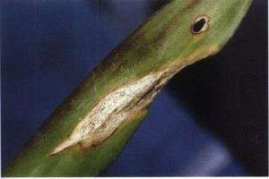 菠萝树拟茎点霉叶斑病怎么防治？