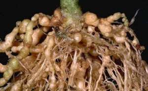 哈密瓜种植怎么防治根结线虫病？