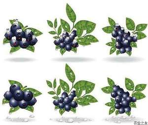 蓝莓常见病虫害防治措施