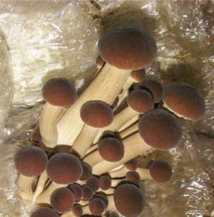 茶薪菇袋料如何种植？