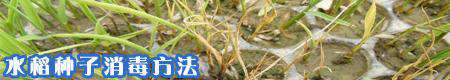 水稻种子消毒方法