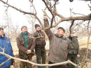 新疆库尔勒市：林果专家为村民讲解梨树修剪要点